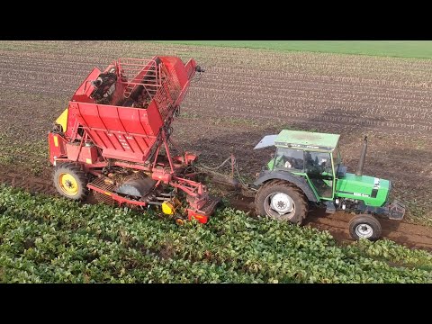 Fodder beet harvest