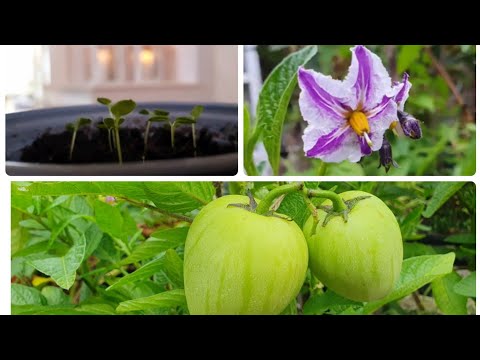Growing Pepino Melons (Pepino Dulce) from seed to fruit in the UK