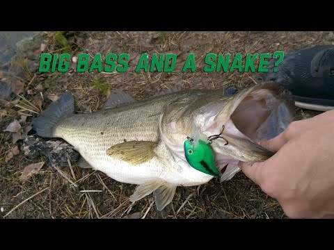 5.5 pound bass and a snake? | AggieBass