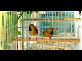 Long Tail Shaft Tail Finch Breeding Guide