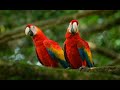 Chinna Chinna Vanna Kuyil Songs Mouna Ragam Tamil Whatsapp Status
