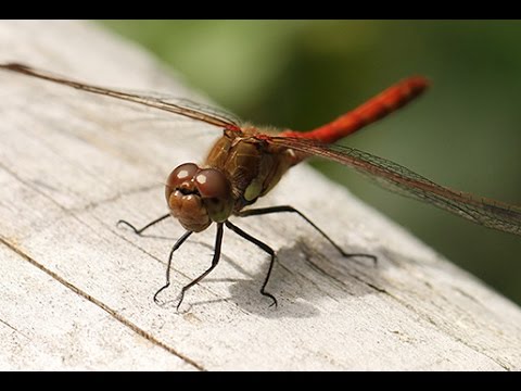 image-Is a darter a dragonfly?