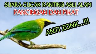 Download lagu SUARA ASLI CUCAK RANTING PIKAT DAN PANCINGAN ANTI ZONK DURASI PANJANG mp3