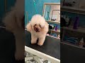 Nastiest Dog Tear Stains ever!