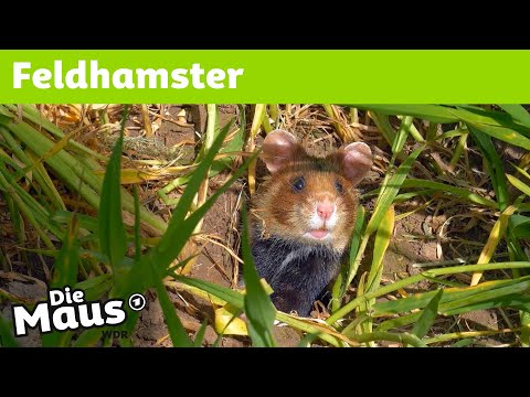 Wie  können Feldhamster überleben? | Die Maus | WDR