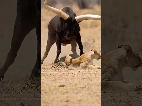 Insane 2,000lb Ankole-Watusi Revenge on the Lion That Targeted Her Baby 😱🦁🐂 #shorts #animals