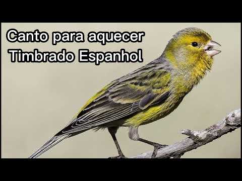 2 HORAS DE CANTO PARA AQUECER TIMBRADO ESPANHOL