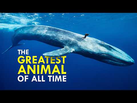 The Insane Biology of the Largest Animal to Ever Exist