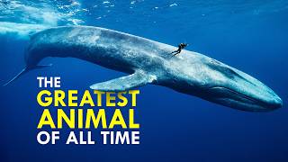 The Insane Biology of the Largest Animal to Ever Exist