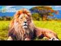 Blood Lions - Lion Pride Documentary | National Geographic Documentary 2023