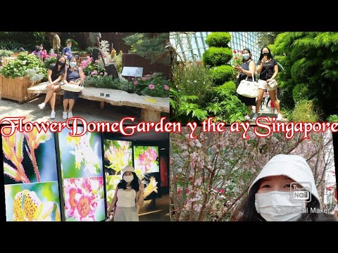 #vlog03[world class beautiful flowers viewing tour]SakuraHanamispringseason[FlowerdomegardenSingapor