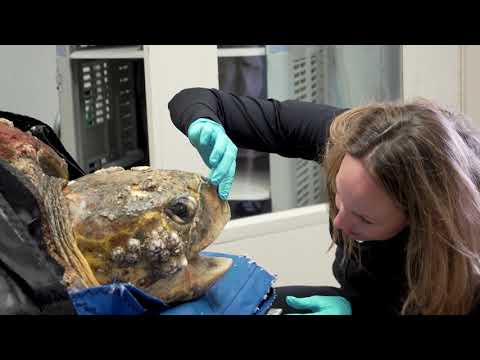 200-Pound Sea Turtle Rescued  - Kirby the Loggerhead