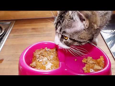 The ASMR Cat Taste Tests Purina Gourmet Perle Duck V Chicken.Slurping,chewing noises.Turn up sound!