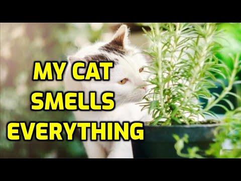 Why Is My Cat Sniffing Everything?