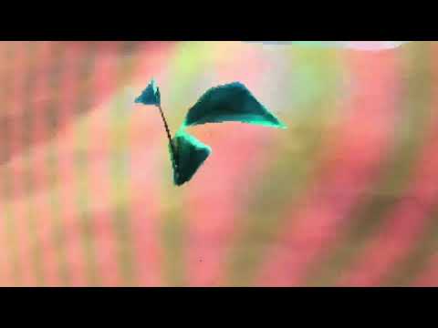 Gilded Ginger Glitch