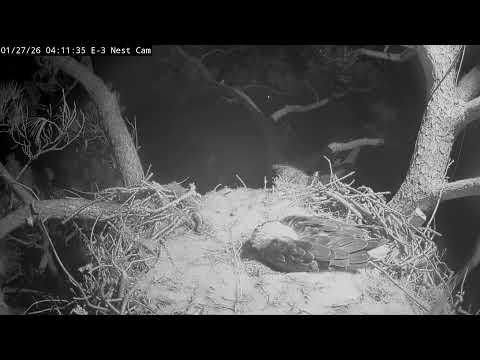 Kisatchie National Forest E-3 Nest Cam, Alex II and Andria III.