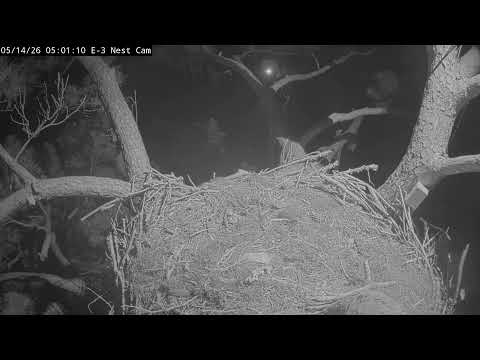 Kisatchie Eagle Nest Cam