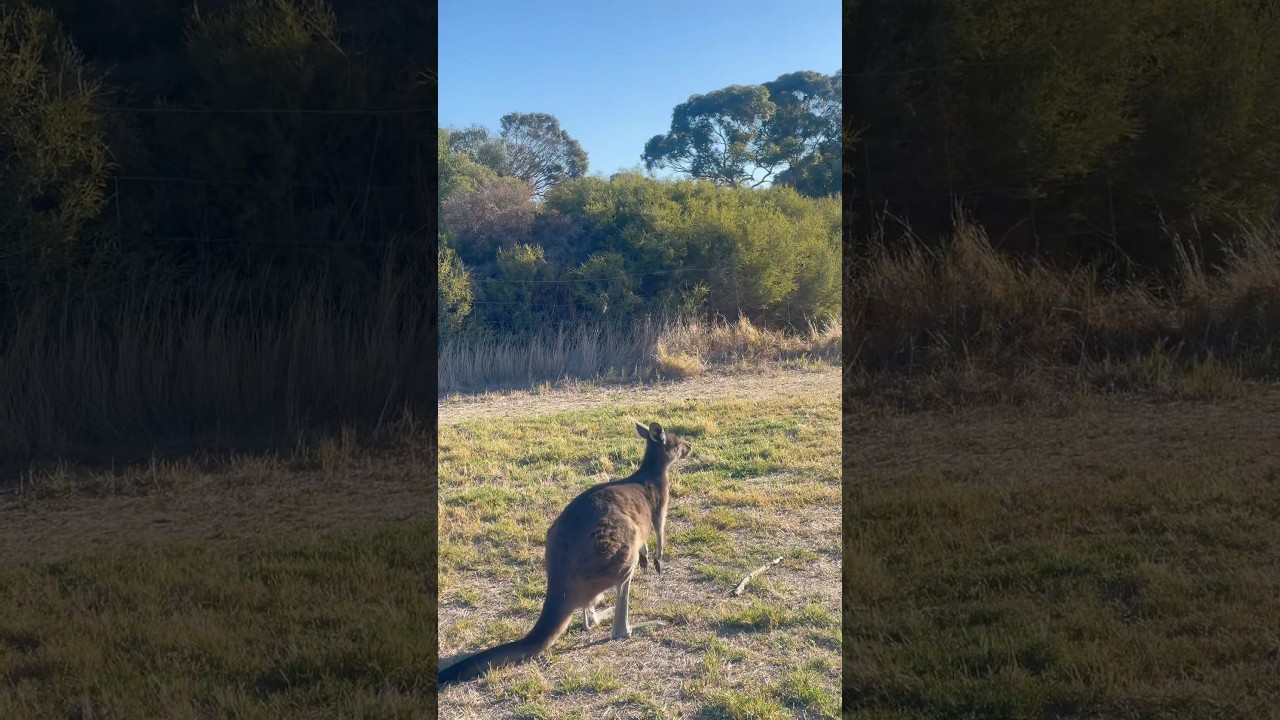 YouTube Short thumbnail