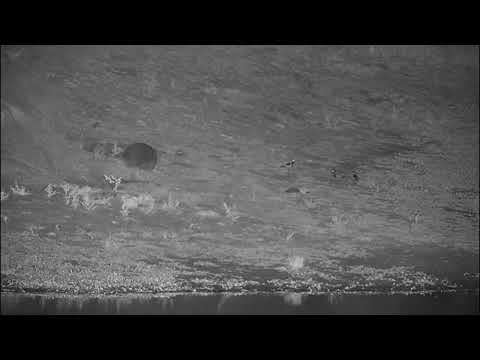 Djuma: Snake upsets the Blacksmith Lapwings (slow mode) - 21:16 - 03/27/2022