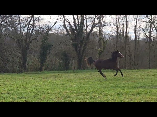 SF- pouliche prendra 2 ans en 2026, Baie