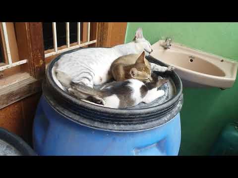 Cat kareena family#shorts #rmk4yt