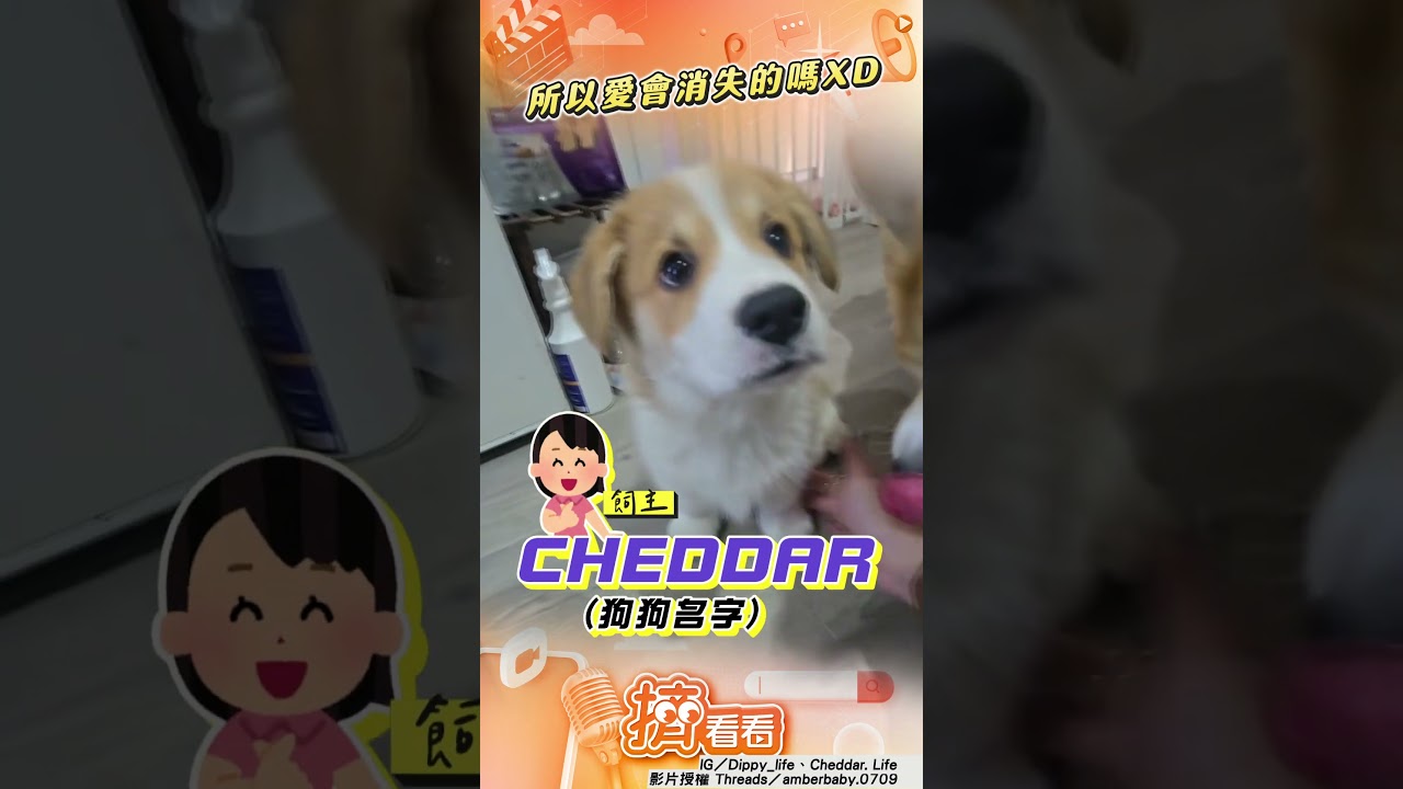 影音/溫柔飼主教萌犬握手露困惑臉! 被柯基「突襲炫技」秒切換音調