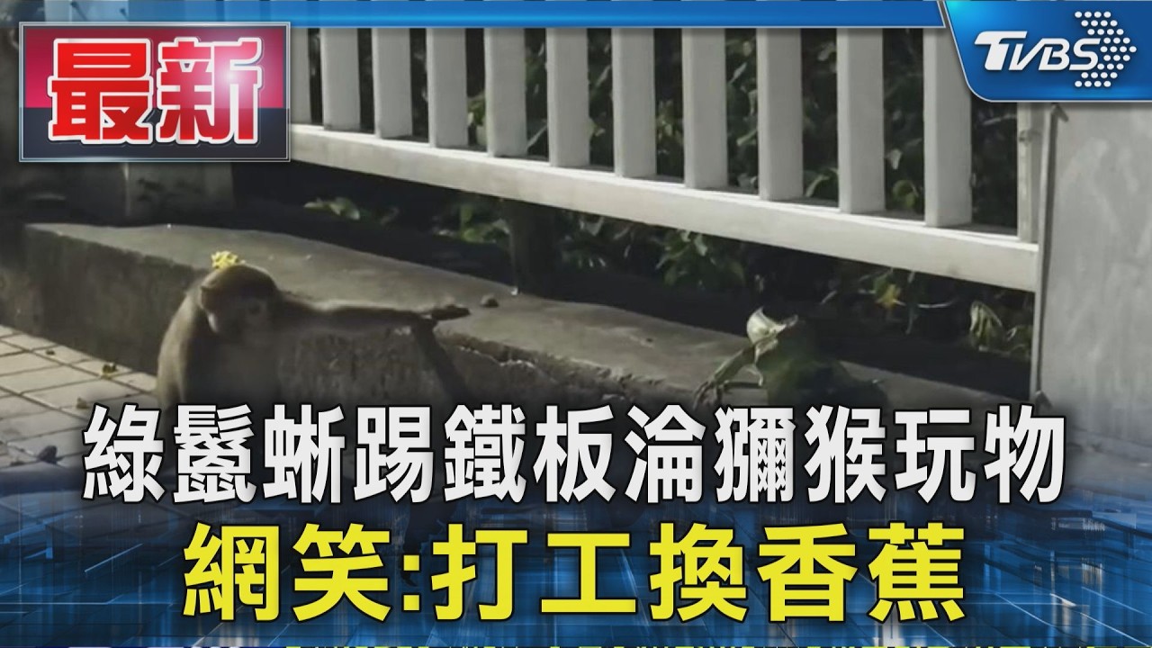 綠鬣蜥踢鐵板淪獼猴玩物 網笑:打工換香蕉|TVBS新聞 @tvbsn