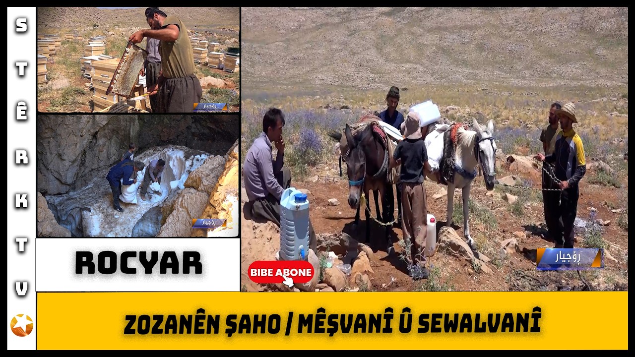 Rocyar - Zozanên Şaho | Mêşvanî û Sewalvanî