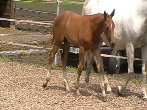 Trakehnerstutf. v. Heldenberg, M. V. Sedar im Schritt