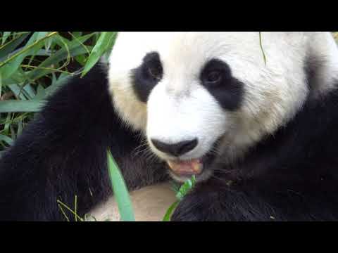Two Pandas in the Netherlands