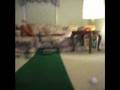 Home Made Mini Golf