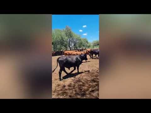 Novillitos en Taco Pozo, Chaco