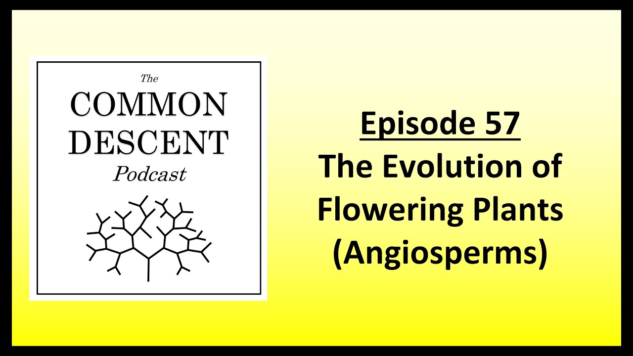 Episode 57 - Evolution of Flowering Plants (Angiosperms) - YouTube