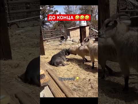 ОПАСНЫЙ НО БЕЗОПАСНЫЙ 🤭🫡#рек#козел #собака