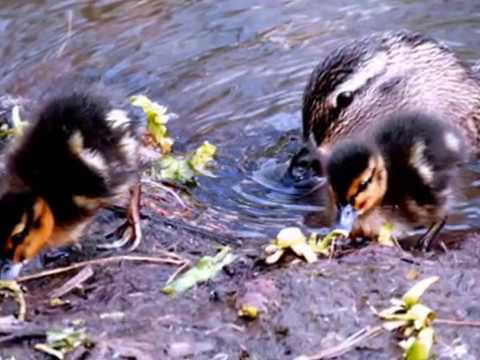 Doua Ratuste Si O Babusca