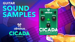Video thumbnail for Olinthus Cicada Overdrive - Guitar Sound Samples! by Olinthus