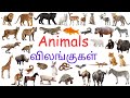 Animals Name With Pictures In English And Tamil விலங்குகள் பெயர்கள