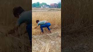 Download lagu gehun ki katai video #funny #video #comedy #ytshorts 😂🤣🤣❤️😂😂🤣🤣🤣🤣 mp3