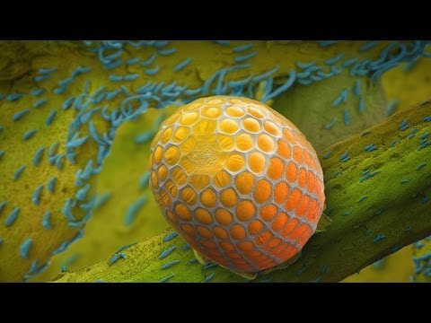 The Subtle and Hidden Wonders Found in Nature