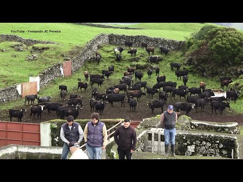 Ganadaria JAF - As Vacas Dos Boins - Ilha Terceira - Açores - Portugal