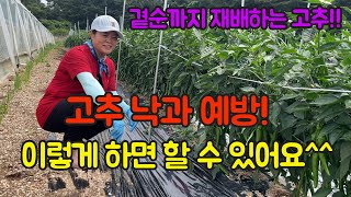 고추농사 잘 짓는 법!! 고추 낙과 예방 방법 공개합니다. 비료와 흡비제, 퇴비차를 잘 사용하면 고추한테 엄…
