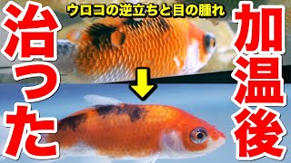 ポップ アイ 金魚 Watch Hd Mp4 Videos Download Free
