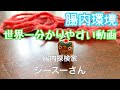 世界一わかりやすい!腸内環境を整えるメリット(腸内フローラ)