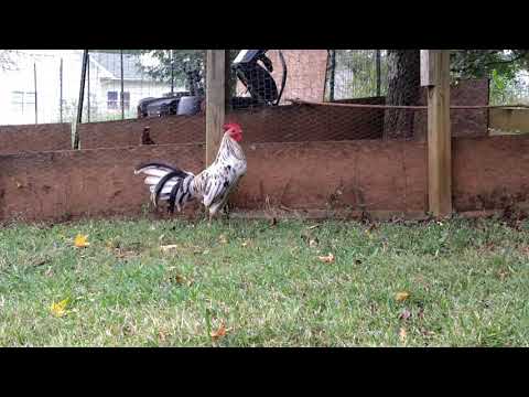 Gamefowl splash mug (Richard Kelly)  #kelso #sweater#gallos