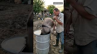 🧸 Lindo Cacto Dançante de Pelúcia Mexicana   Brinquedo de Pelúcia Elétrico
