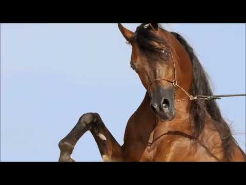 IV European Breeders Select Sale - Fa El Rasheem  - Lot 1