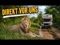 Damit Haben Wir Im Krüger Nationalpark Wirklich Nicht Gerechnet Weltreise EP 171