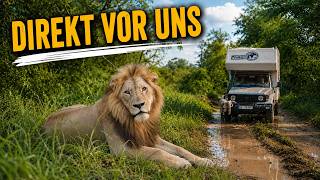 Damit haben wir im Krüger Nationalpark wirklich nicht gerechnet!  Weltreise EP 171