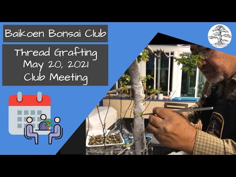 Thread Grafting - Lindsay Shiba - May 2021 - Club Meeting - Baikoen Bonsai Club