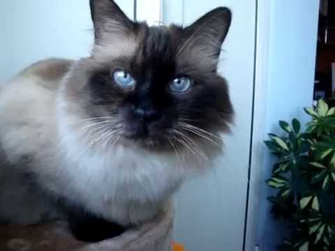 HERA cel mai frumos motan